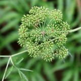 Cicuta virosa. Соплодие с незрелыми семенами. Московская обл., Одинцовский р-н, г. Кубинка, сырая водоотводная канава на пустыре. 01.08.2021.