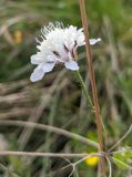 Cephalaria transsylvanica