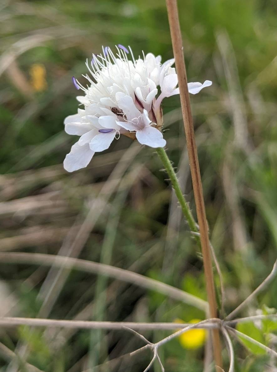 Image of Cephalaria transsylvanica specimen.