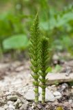 Equisetum telmateia. Вегетирующие растения. Краснодарский край, Крымский р-н, окр. станицы Неберджаевская, ур. Глубокий Яр, буково-дубово-грабовый лес, у ручья. 24.04.2022.