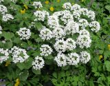 Pachyphragma macrophyllum. Верхушки цветущих растений. Москва, филиал Ботсада МГУ \"Аптекарский огород\", теневой сад, в культуре. 10.05.2022.