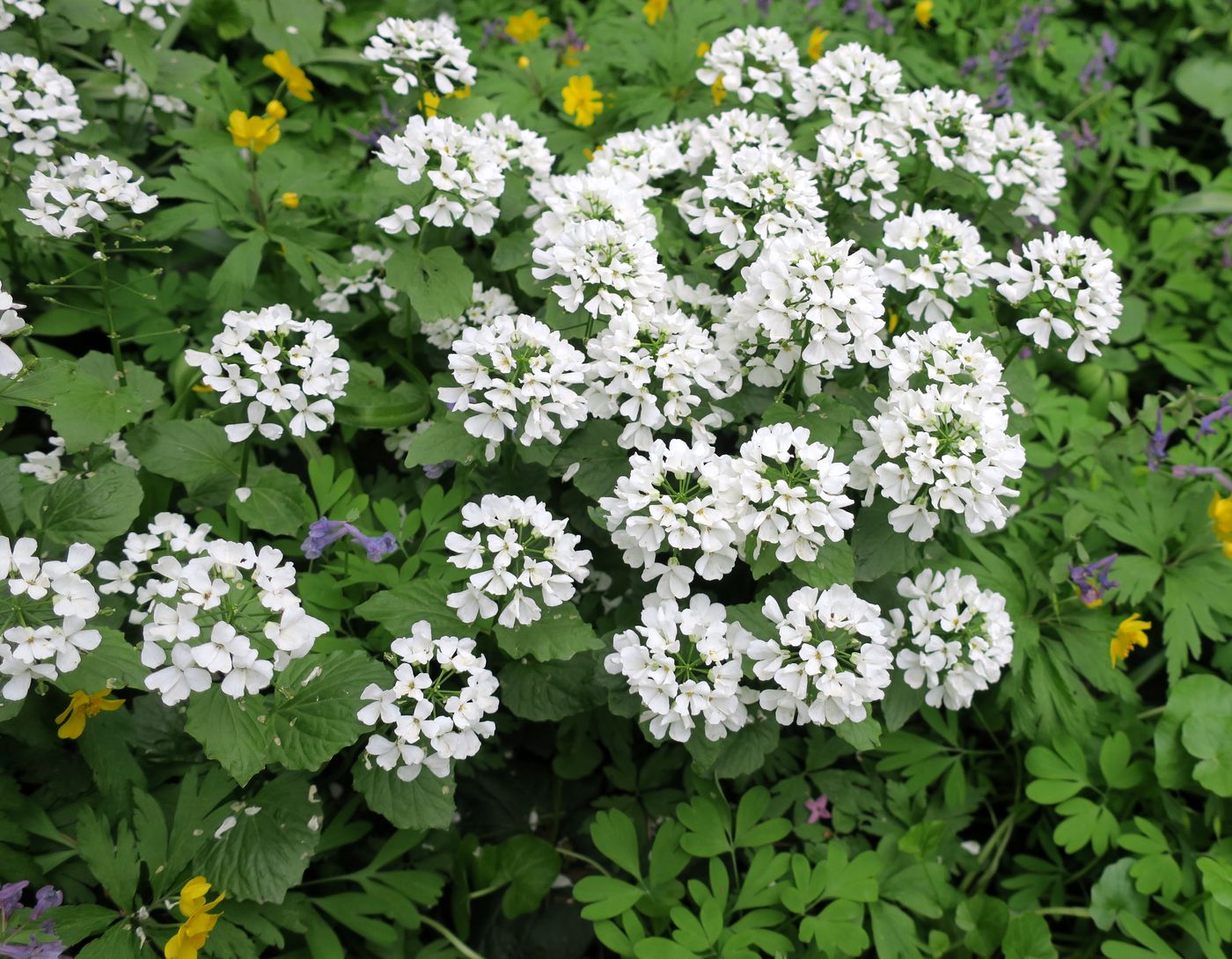 Изображение особи Pachyphragma macrophyllum.