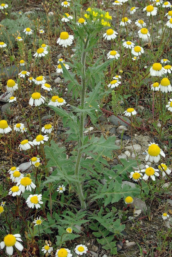 Image of Sisymbrium loeselii specimen.