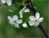 Image of taxon representative. Author is Виталий Гуменюк