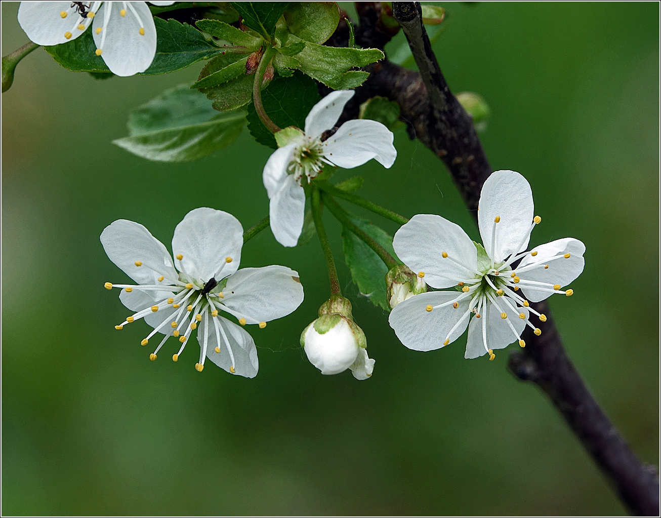 Изображение особи Cerasus vulgaris.