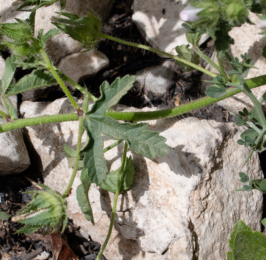 Image of Malva setigera specimen.