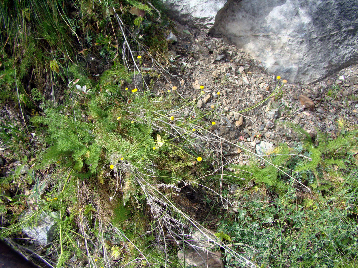 Image of Tanacetopsis setacea specimen.