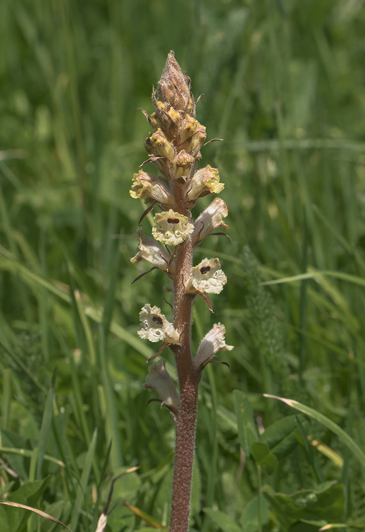 Image of Orobanche alba specimen.