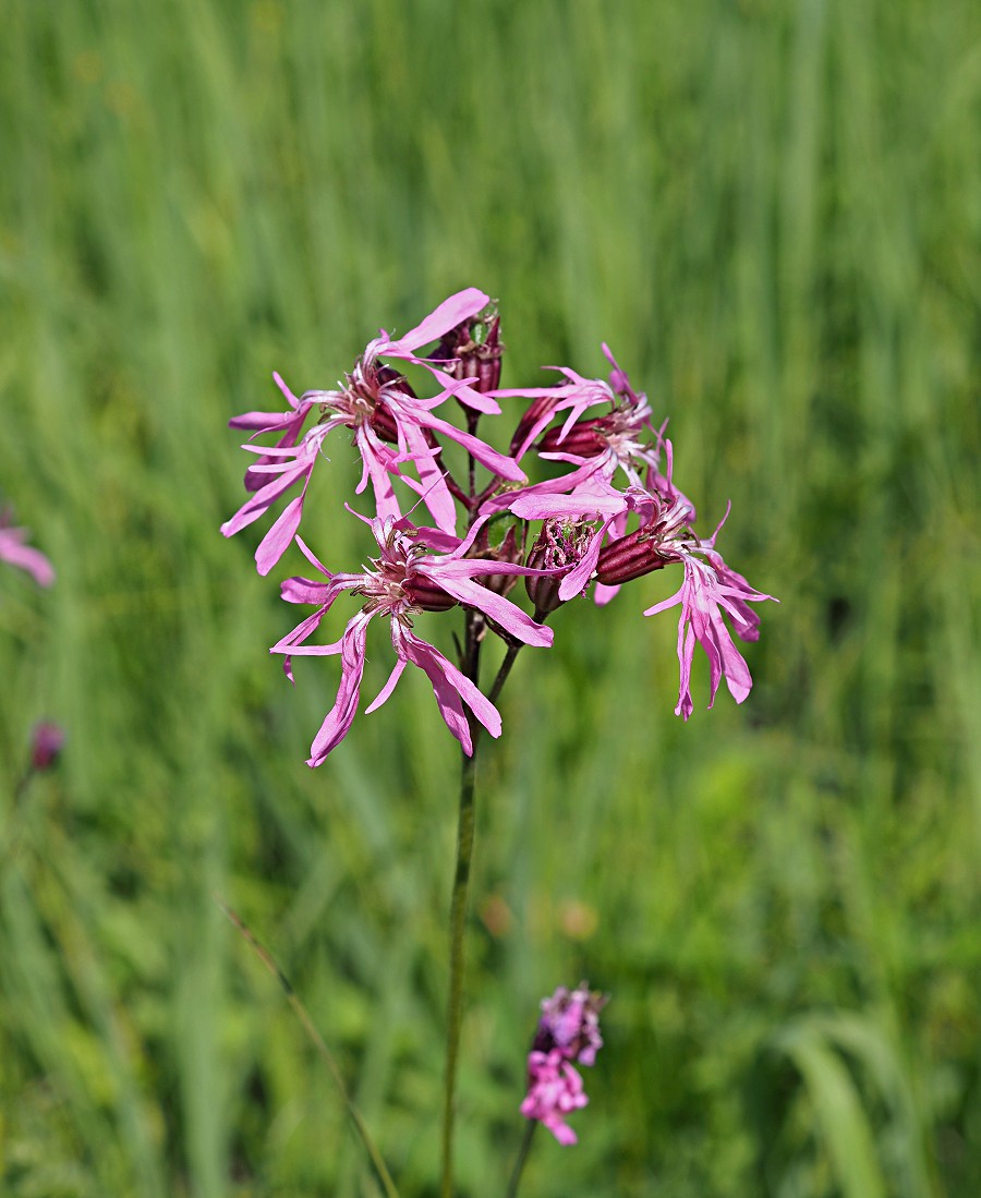 Изображение особи Coccyganthe flos-cuculi.