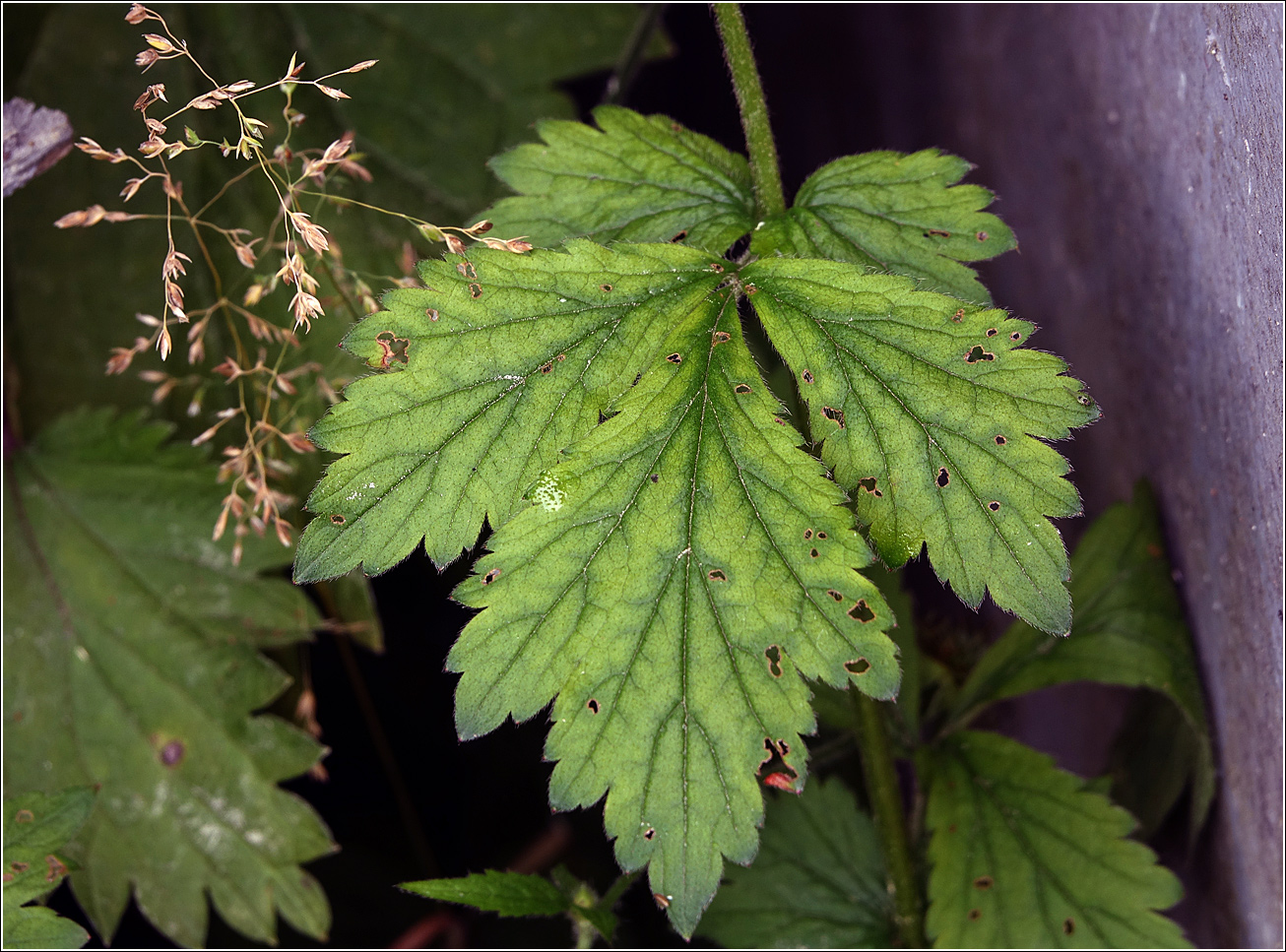 Изображение особи Geum urbanum.