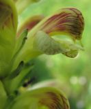 Pedicularis striata. Цветок. Бурятия, р. Джида, окр. дер. Михайловка. 15.07.2009.
