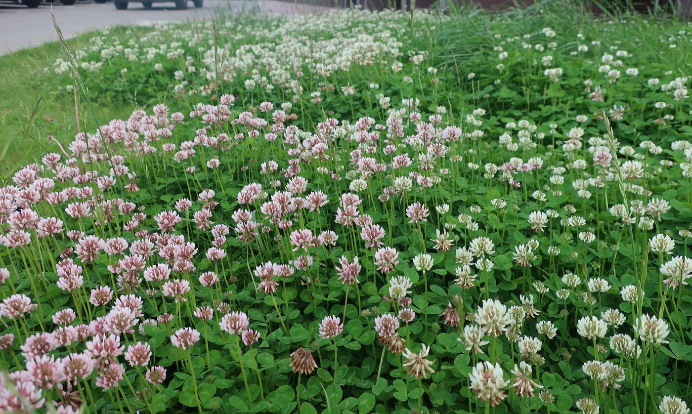 Image of Trifolium repens specimen.