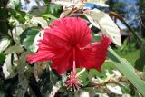 Hibiscus rosa-sinensis