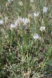 Astragalus onobrychis. Цветущее растение. Казахстан, Акмолинская обл., Тенгиз-Кургальджинская впадина, Кургальджинский запов., степь. 17 июня 2022 г.