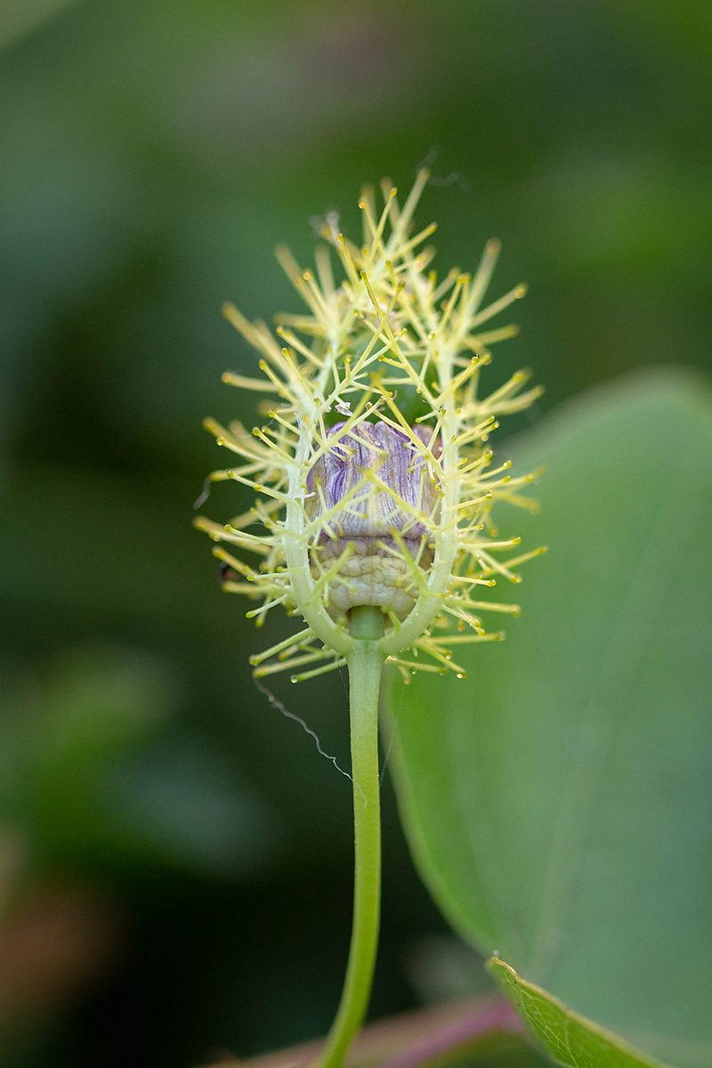 Image of Passiflora foetida specimen.