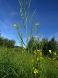 Brassica campestris