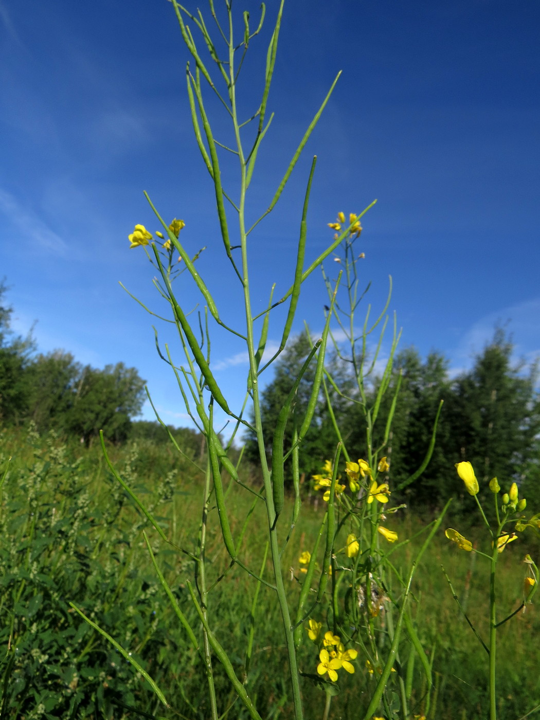 Image of Brassica campestris specimen.