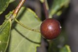 Celtis glabrata