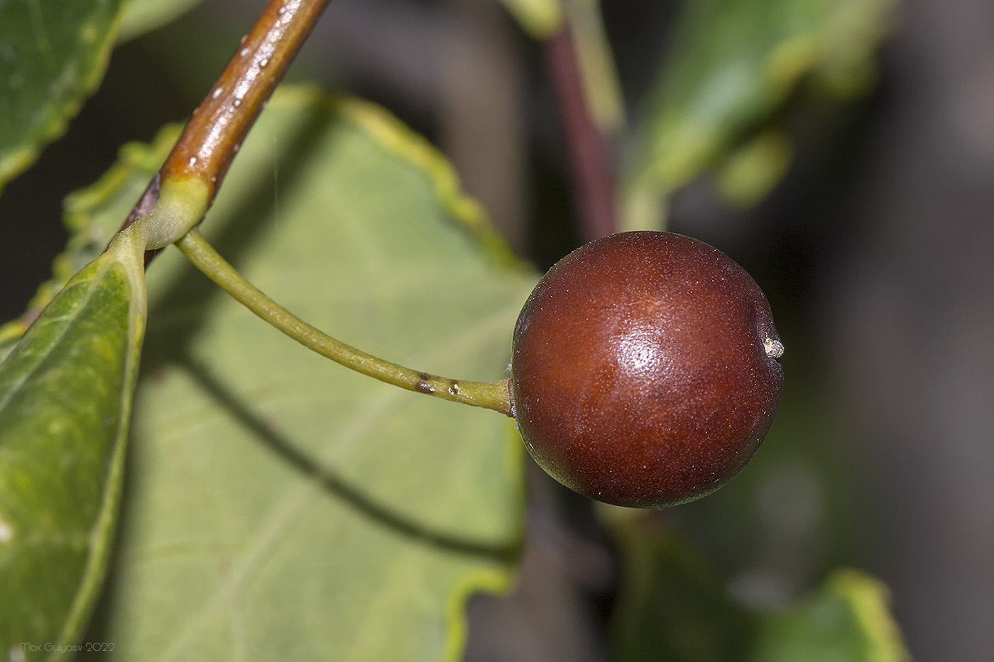 Изображение особи Celtis glabrata.