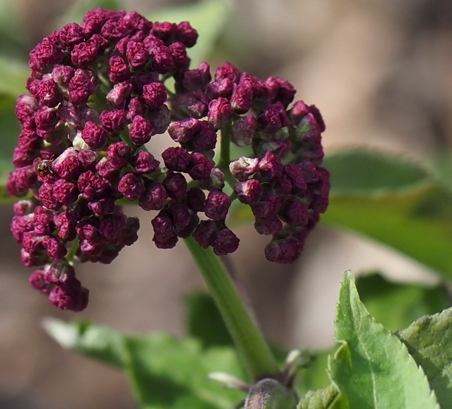 Image of Sambucus racemosa specimen.