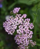 Achillea millefolium. Соцветие с мухой. Республика Ингушетия, Джейрахский р-н, подножие башенного комплекса Бархане. 22 июня 2022 г.