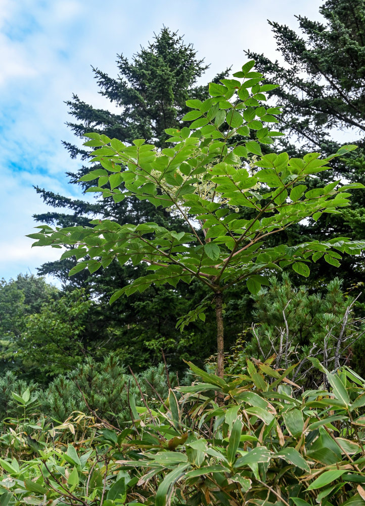 Изображение особи Aralia elata.