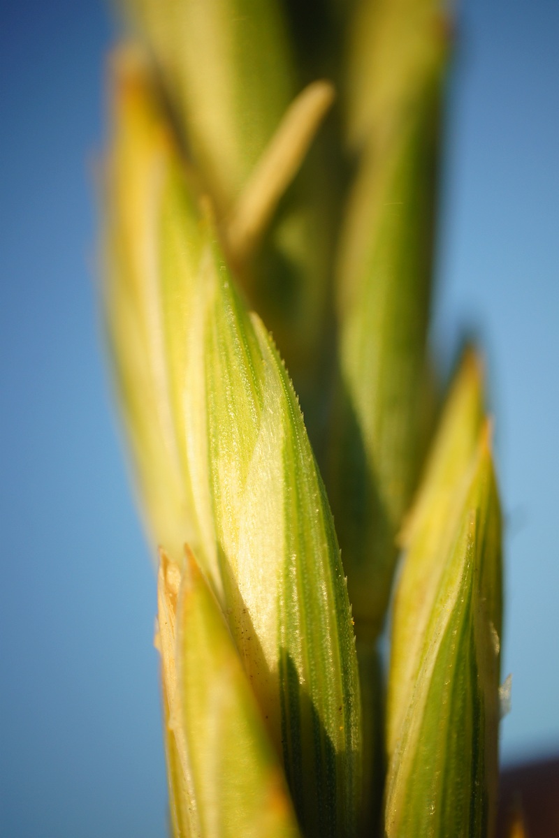 Изображение особи Elytrigia repens.