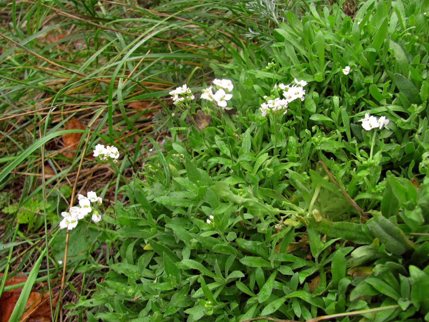 Image of Schivereckia podolica specimen.