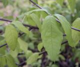 Eleutherococcus trifoliatus. Лист. Москва, ГБС, экспозиция растений природной флоры России. 15.09.2022.