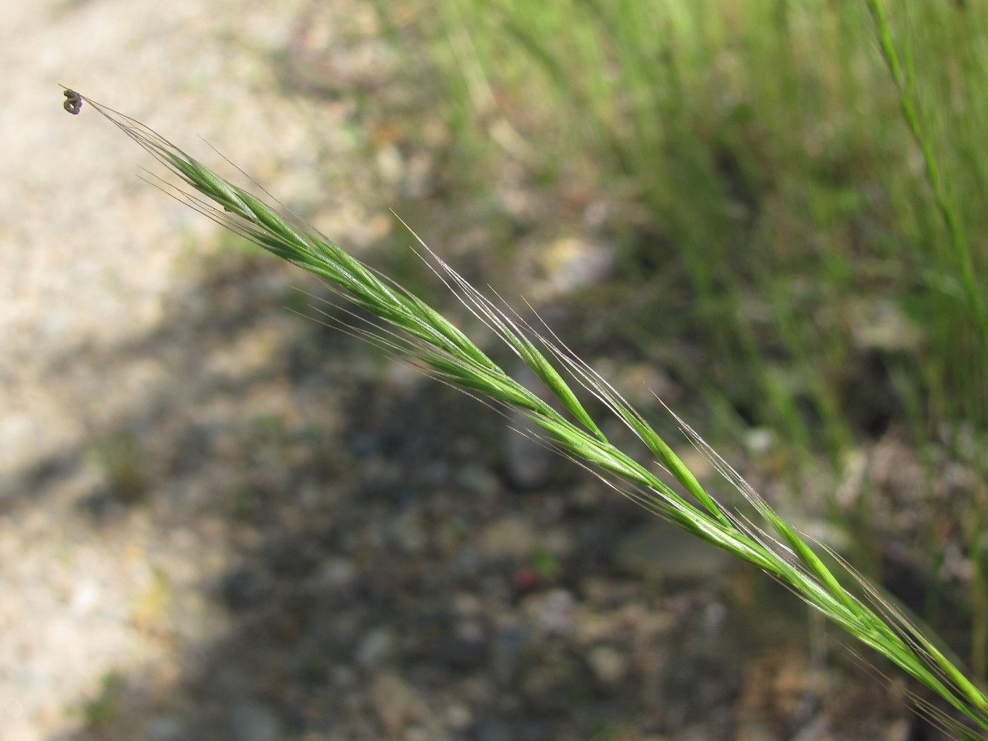 Image of Vulpia myuros specimen.