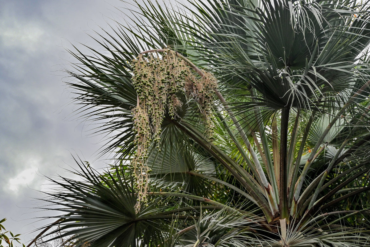 Image of Washingtonia robusta specimen.