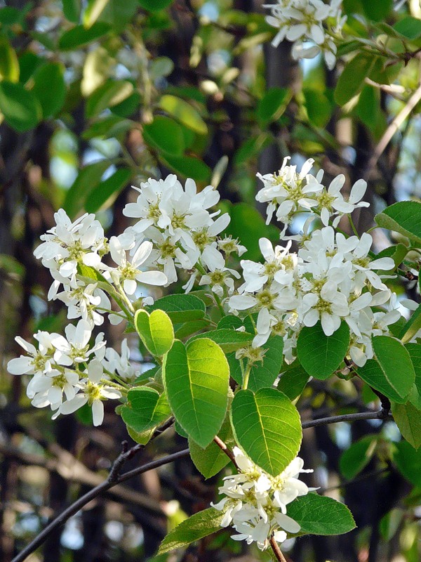 Image of Amelanchier spicata specimen.