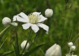 Clematis hexapetala. Цветок и бутоны. Приморский край, Уссурийский гор. округ, окр. с. Монакино, небольшая сопка, поляна в широколиственном лесу. 19.06.2022.