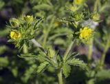 Potentilla norvegica