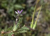 Erodium cicutarium. Верхушка побега с соцветием и соплодием. Испания, автономное сообщество Каталония, провинция Жирона, комарка Баш Эмпорда, муниципалитет Тороэлья-де-Монгри, юго-восточный сектор плато Монтанья Гран, разреженные заросли кустарников (гаррига), каменистый субстрат. 22.03.2023.