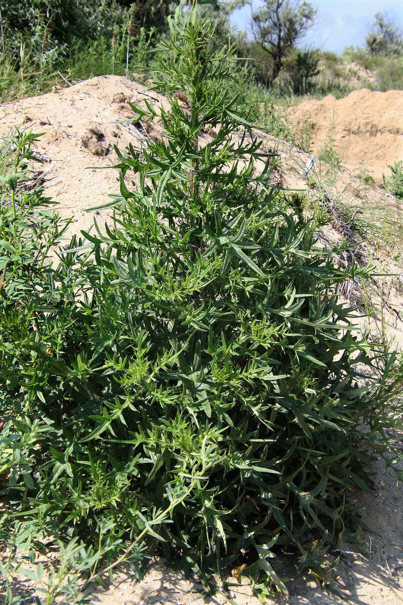 Image of genus Cirsium specimen.