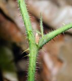 Rubus caucasicus