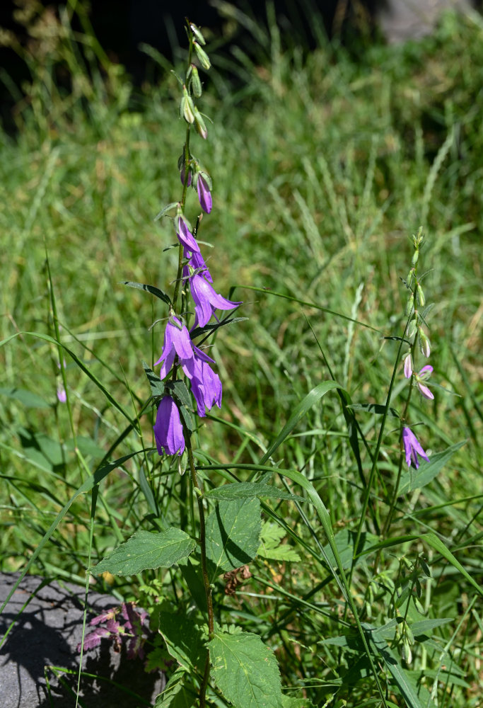 Изображение особи Campanula rapunculoides.