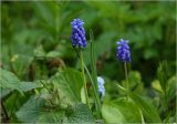 род Muscari