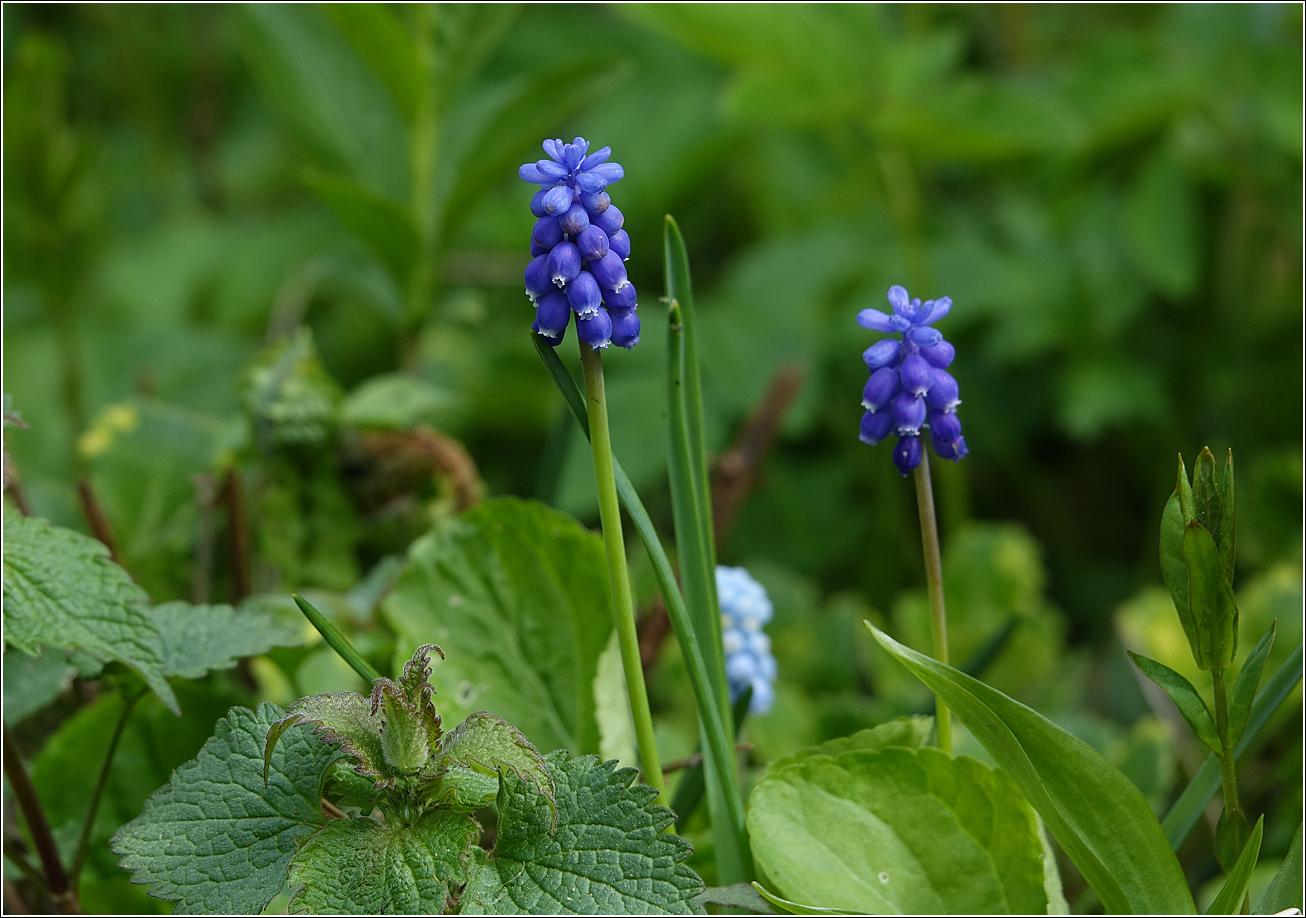 Изображение особи род Muscari.