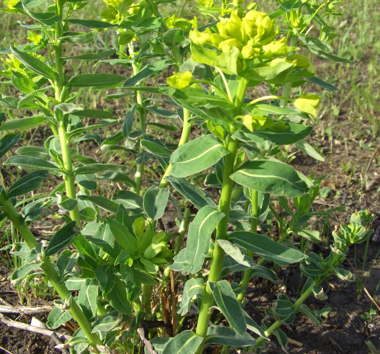 Image of genus Euphorbia specimen.