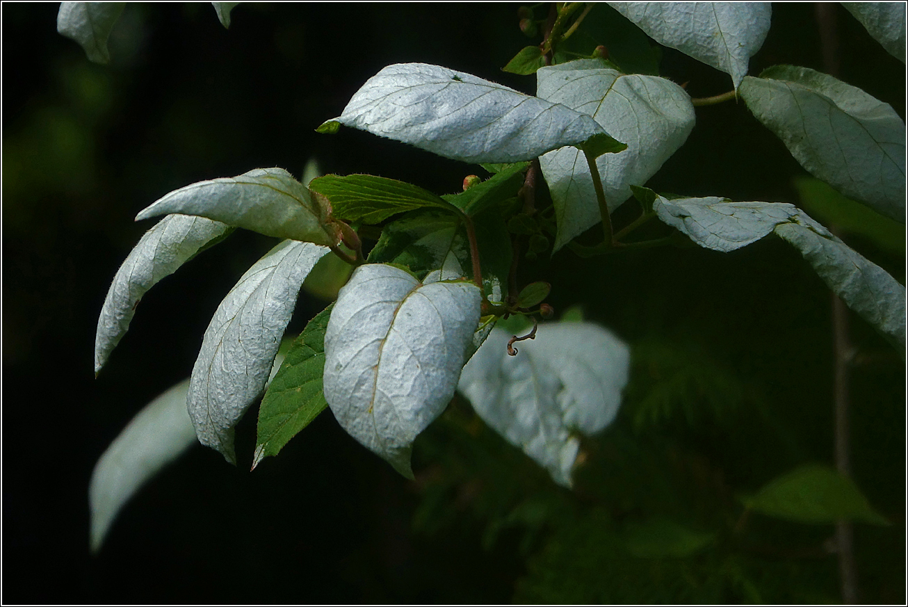 Изображение особи Actinidia kolomikta.