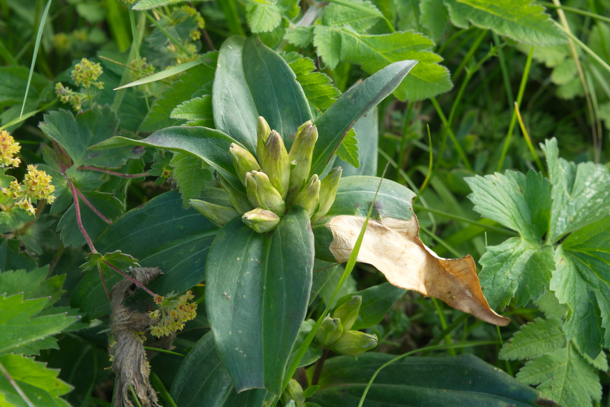 Image of genus Gentiana specimen.