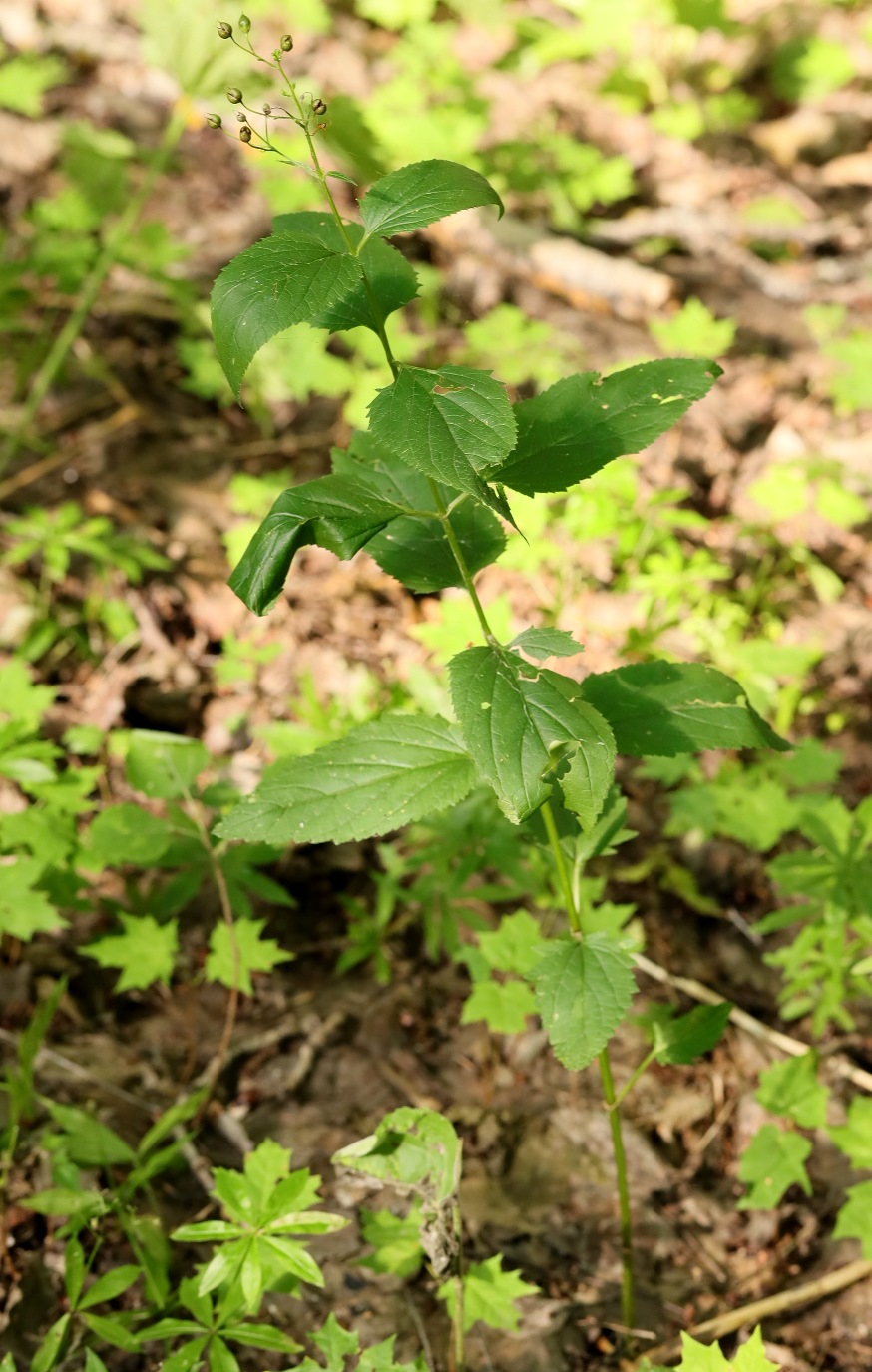 Изображение особи Scrophularia nodosa.