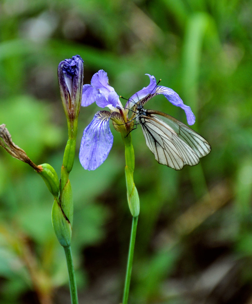 Image of Iris setosa specimen.