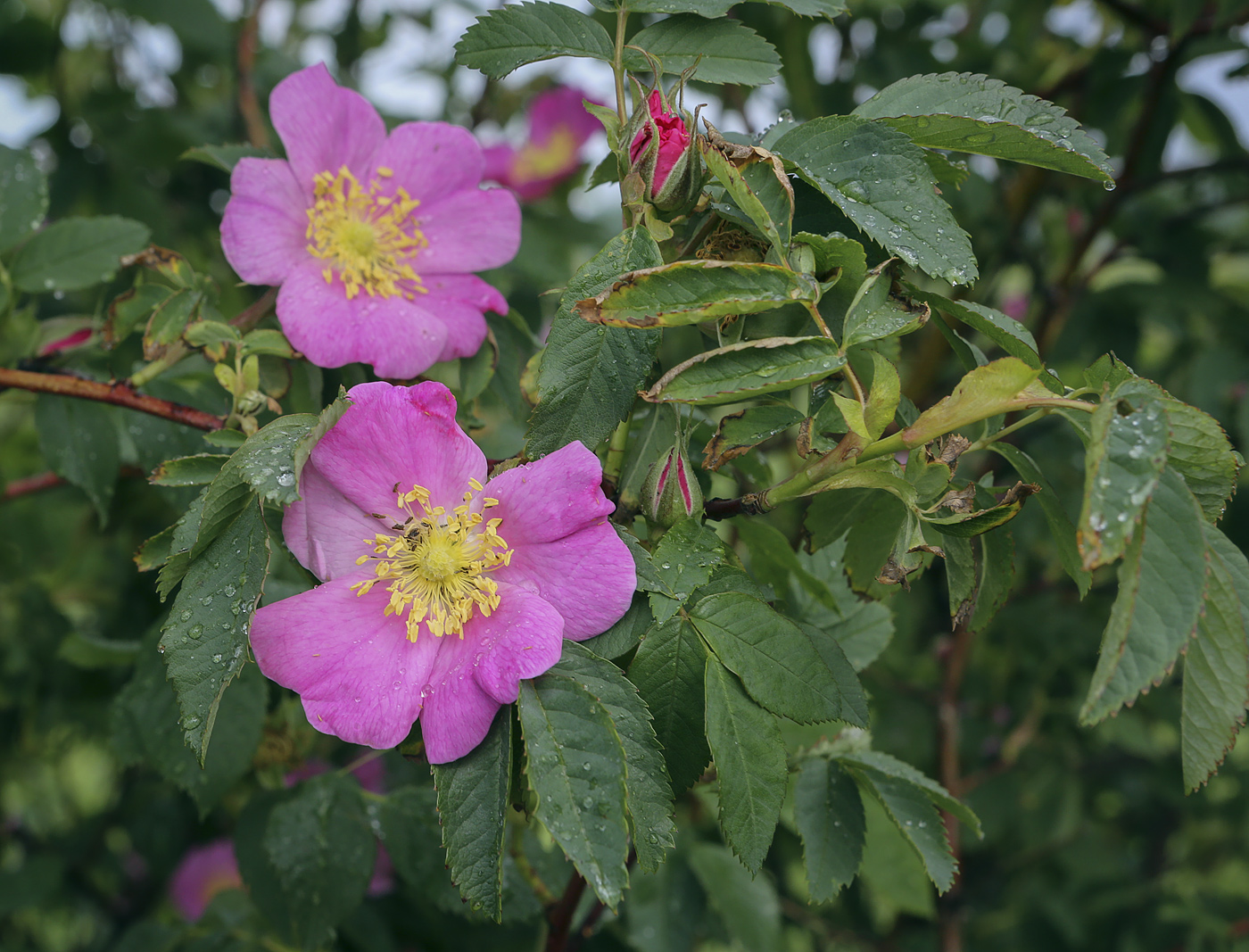 Изображение особи Rosa cinnamomea.