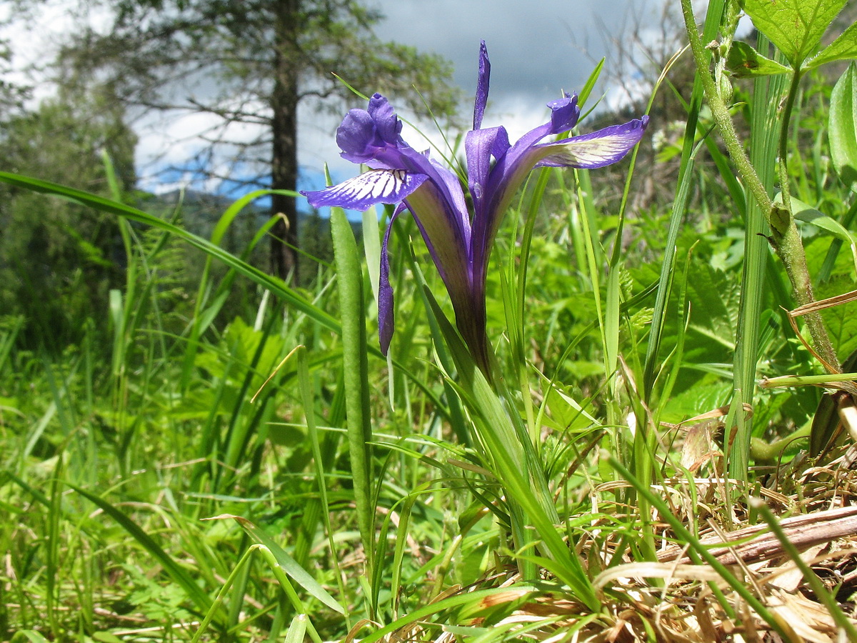 Изображение особи Iris ruthenica.