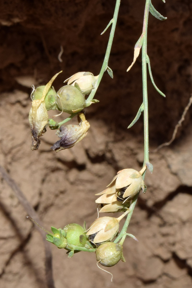 Изображение особи Linaria popovii.