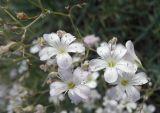 Gypsophila patrinii