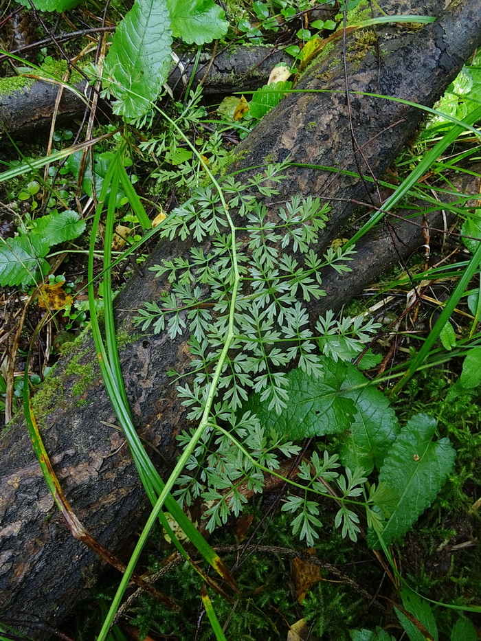 Изображение особи Selinum carvifolia.